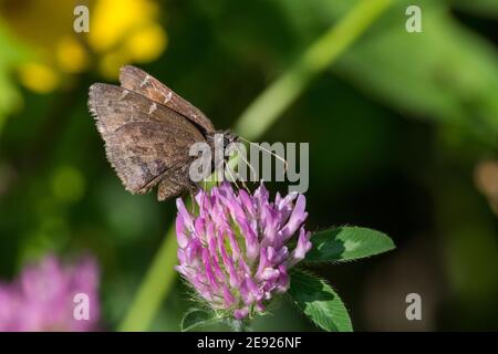 Nördlicher Cloudywing Schmetterling ernährt sich von Nektar einer Kleeblatt-Pflanze. Stockfoto