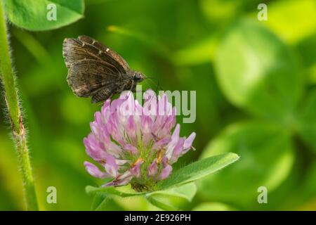 Nördlicher Cloudywing-Schmetterling, der sich von einer Kleeblatt-Blüte auf Nektar ernährt. Stockfoto