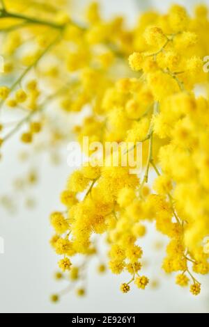 Schöne Zweige von Mimosa in Glasvase auf der Fensterbank. Gelbe sonnigen Blüten am weißen Tisch in der Nähe der Fenster Stockfoto