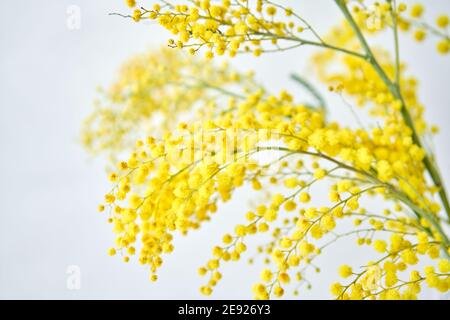 Schöne Zweige von Mimosa in Glasvase auf der Fensterbank. Gelbe sonnigen Blüten am weißen Tisch in der Nähe der Fenster Stockfoto