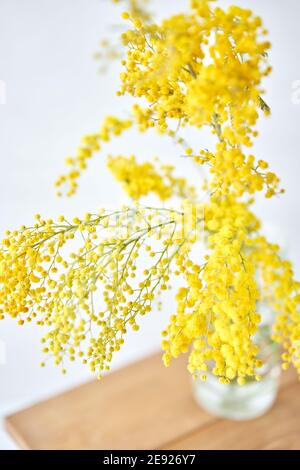 Schöne Zweige von Mimosa in Glasvase auf der Fensterbank. Gelbe sonnigen Blüten am weißen Tisch in der Nähe der Fenster Stockfoto