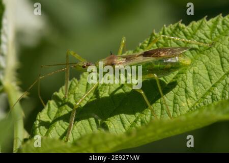 Ein blasser grüner Assassin-Bug, Zelus luridus wartet auf einem Himbeerblatt. Stockfoto