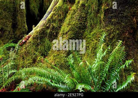 Westlicher Schwertfarn (Polystichum munitum) und Moos, die auf der Basis der Sitka-Fichte wachsen, Hall of Mosses Trail, Hoh Rain Forest, Olympic National Park, Stockfoto
