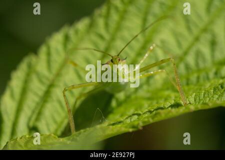 Ein blasser grüner Assassin-Bug, Zelus luridus wartet auf einem Himbeerblatt. Stockfoto