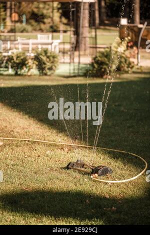 Bei sonnigem Wetter den grünen Rasen bewässern, den Gartenbereich pflegen Stockfoto