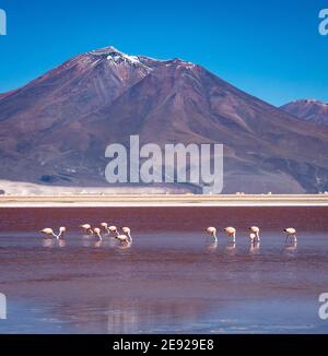 Rosa Flamingos mit Köpfen nach unten stehend in einem vulkanischen See Vor einem der Vulkane in der Atacama Wüste Im Norden Chiles Stockfoto