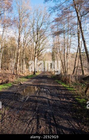 Schlammiger Waldweg mit Pfützen an einem sonnigen Tag in Winter Stockfoto