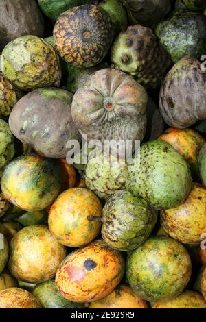 Cherimoya Frucht - Annona cherimola Stockfoto