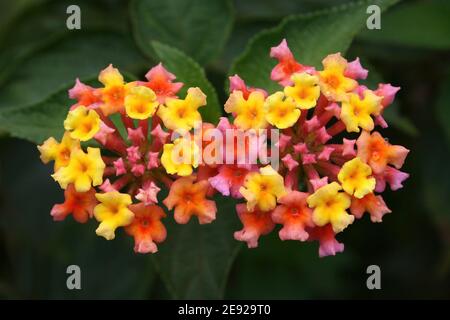 Lantana Camara Blumen Stockfoto