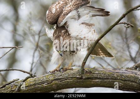 Ein junger Rotschwanzhake thronte im Frühjahr in Wisconsin auf einem Ast. Stockfoto
