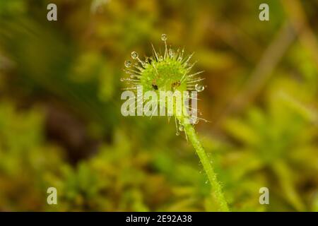 Eine rund-blättrige Sonnentaue Pflanze in einem Moor in der Kesselmoräne. Stockfoto