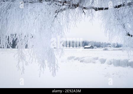 Weiße Winterlandschaft mit frostigen Baum tagsüber in Finnland Stockfoto