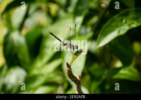 Eine weibliche blaue Dasher-Libelle oder Pachydiplax longipennis mit verschwommenen Flügeln, die auf dem Blatt einer Wüstenrose im Freien gegen Grün landet. Stockfoto