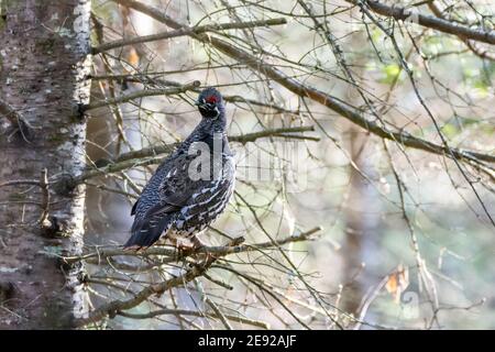 Fichtenhuhn thront in einem Baum im Chequamegon-Nicolet National Forest. Stockfoto