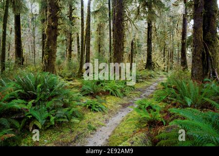 Sams River Loop Trail führt durch gemäßigten Wald, Queets Regenwald, Olympic National Park, Jefferson County, Washington, USA Stockfoto