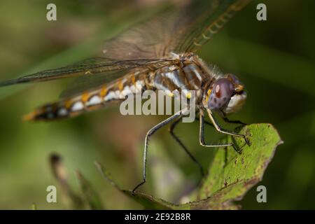 Eine bunte Meadowhawk Libelle thront auf einem Blatt. Stockfoto