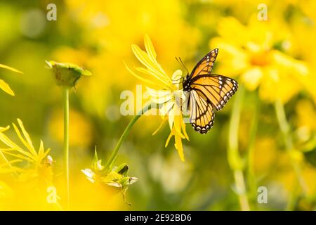 Viceroy Schmetterling Fütterung von einer Wildblume. Stockfoto