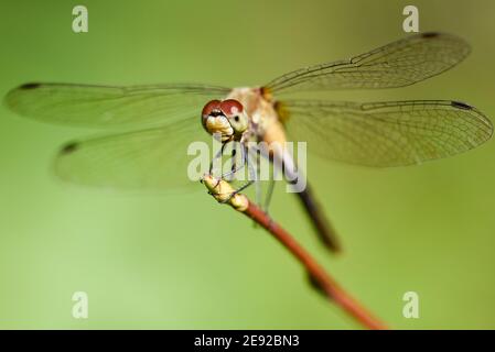 Eine weißgesichtige Meadowhawk Libelle thront auf einem Ast. Stockfoto