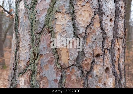 Nahaufnahme der Rinde eines jüdischen Baumes. Mit schöner, natürlicher Textur. Stockfoto