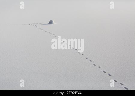 Fußabdrücke im Schnee, die zu einem mit Schnee bedeckten Objekt führen. Mit Spuren eines unbekannten Tieres. Stockfoto
