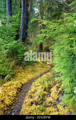 Sams River Loop Trail führt durch gemäßigten Wald, Queets Regenwald, Olympic National Park, Jefferson County, Washington, USA Stockfoto