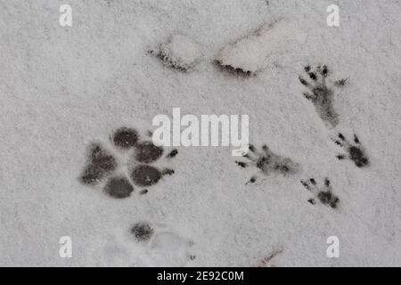 Fußabdrücke einer Hundepfote und der vier Pfoten eines Eichhörnchens im Schnee. Symbol für große und kleine, unterschiedliche und unerwartete Begegnungen. Stockfoto