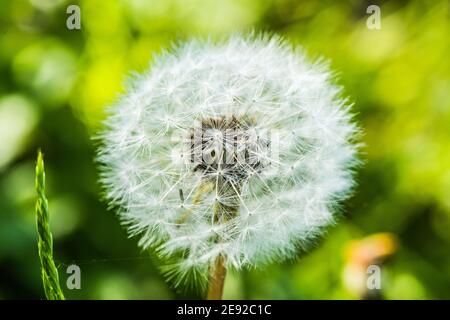 Nahaufnahme der Löwenzahn-Blüte auf der Wiese Stockfoto