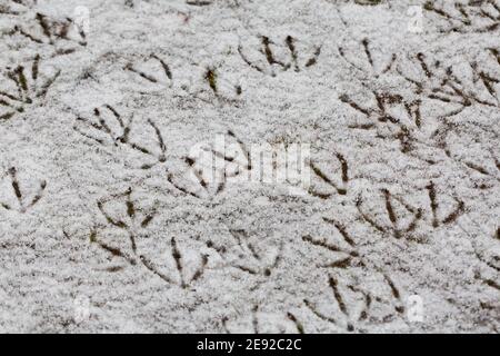 Fußabdrücke (Spuren) von Graugänsen und Kanadagänsen im Schnee. Stockfoto