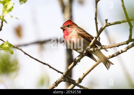 Gemeinsame Rosefinch Stockfoto