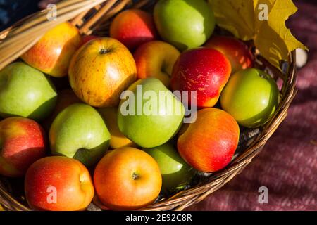 Die Äpfel im Korb schließen - up-gelb, grün, rot. Herbst, Ernte, Kopierraum Stockfoto