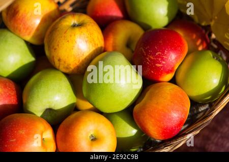 Die Äpfel im Korb schließen - up-gelb, grün, rot. Herbst, Ernte, Kopierraum Stockfoto