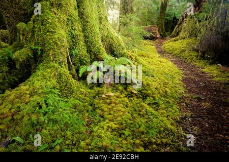 Sams River Loop Trail führt durch gemäßigten Wald, Queets Regenwald, Olympic National Park, Jefferson County, Washington, USA Stockfoto