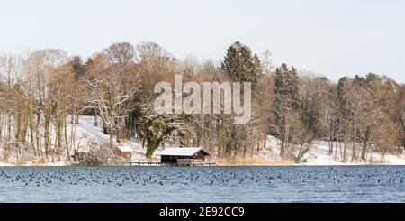 Winterlandschaft am Starnberger See. Mit Holzboathouse und einer großen Gruppe von Enten. Panorama-Format. Stockfoto