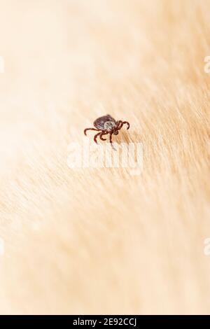 Parasitäre Milbe. Gefährliche Beißinsekt auf dem Hintergrund von Hund oder Katze Fell. Hintergrund und Vordergrund verwischen Stockfoto