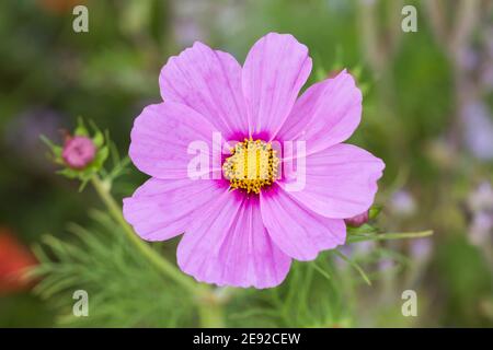 Nahaufnahme einer rosa Garten-Kosmos-Blume (lateinischer Name: Cosmos bipinnatus). Draufsicht. Stockfoto