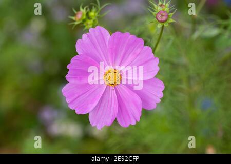 Top-down-Ansicht auf einem rosa Garten kosmos Blume. Auch bekannt als mexikanischer Aster (lateinischer Name: Cosmos bipinnatus) Stockfoto