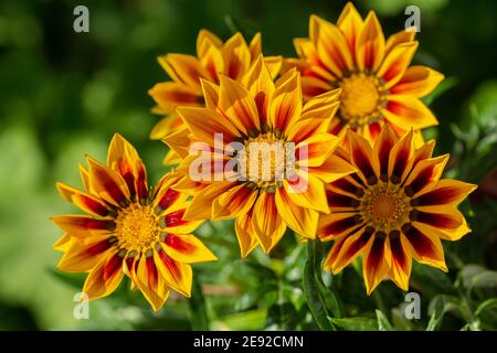 Nahaufnahme von Gazania Blume oder afrikanische Gänseblümchen in einem Garten Stockfoto