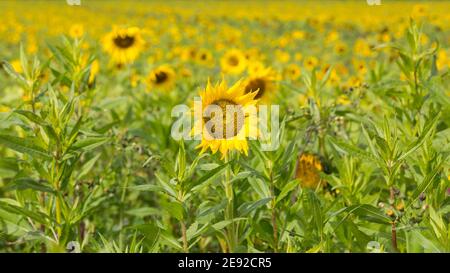Panorama mit einer Sonnenblume. Im Hintergrund ein ganzes Feld mit vielen weiteren Sonnenblumen. Stockfoto
