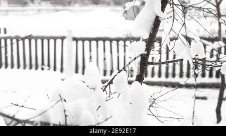 Äste von jungen Apfelbaum unter Schnee in sonnigen frostigen Morgen, Zaun im Hintergrund Stockfoto