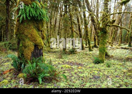 Natürliche Öffnung im gemäßigten Wald mit altem wuchs in der Nähe von Queets River, Queets Regenwald, Olympic National Park, Jefferson County, Washington, USA Stockfoto