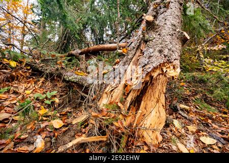 Großer nasser gefallener Baum in einem schönen bunten dichten Wald Unter gefallenen farbigen Blättern Stockfoto