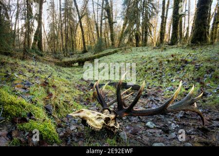 Schädel von Bullenelch in der natürlichen Öffnung des gemäßigten Old-Growth Wald in der Nähe von Queets River, Queets Regenwald, Olympic National Park, Jefferson County, war Stockfoto