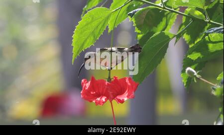 Sonnenvogel, der sich von Pollen der Hibiskusblüte ernährt Stockfoto