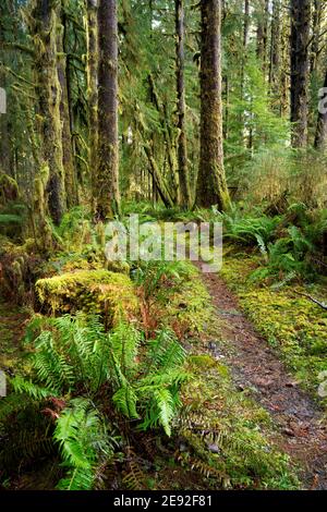 Sams River Loop Trail führt durch gemäßigten Wald, Queets Regenwald, Olympic National Park, Jefferson County, Washington, USA Stockfoto