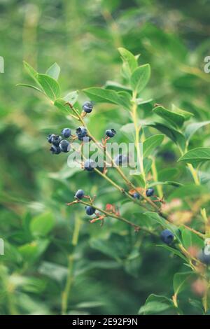 Blueberrys an der Filiale Stockfoto