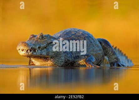 Yacare Caiman, Pantanal, Brasilien. Detail Porträt von Gefahr Reptil. Krokodil im Flusswasser, Abendlicht. Stockfoto