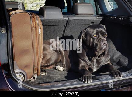 Schwarzer Hund, Cane corso, unterwegs neben Koffer im Kofferraum. Sonniger Sommertag. Stockfoto