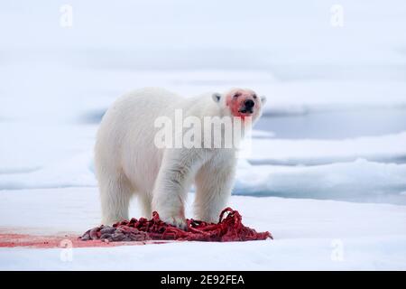 Eisbären mit Robbenpelz nach der Fütterung auf Karkasse auf treibendem Eis mit Schnee und blauem Himmel in Arctic Svalbard. Stockfoto