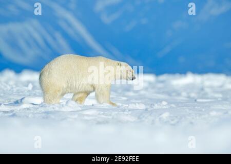 Eisbären mit Robbenpelz nach der Fütterung auf Karkasse auf treibendem Eis mit Schnee und blauem Himmel in Arctic Svalbard. Stockfoto