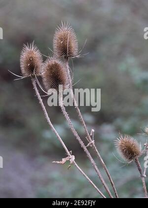 Teelsäureköpfe (Dipsacus fullonum) wachsen in freier Wildbahn in Wiltshire, England, Großbritannien. Stockfoto